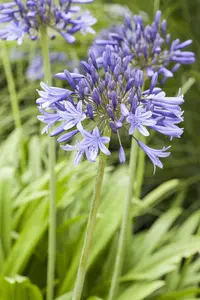 Agapanthus africanus 'Variegatus' - 20 Ltr pot - image 3