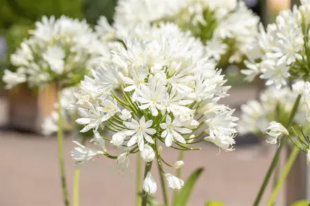 Agapanthus 'Arctic Star' - P9