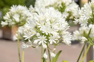 Agapanthus 'Arctic Star'