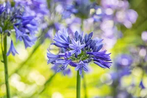 Agapanthus 'Brilliant Blue'?