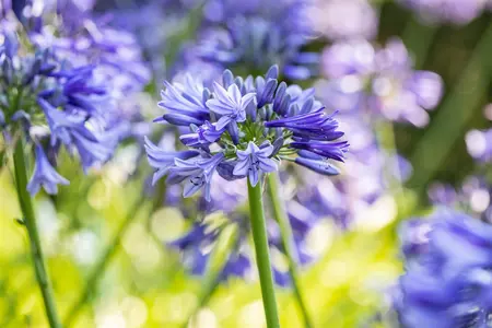 Agapanthus 'Dr. Brouwer' - 2 Ltr pot