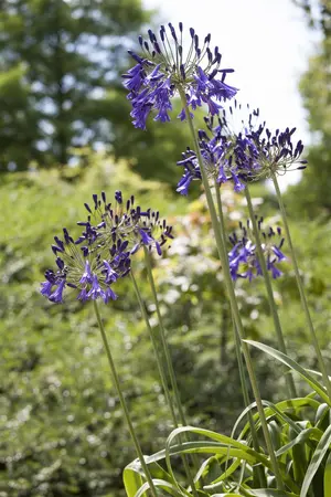 Agapanthus 'Flower of Love' - 2 Ltr pot - image 1