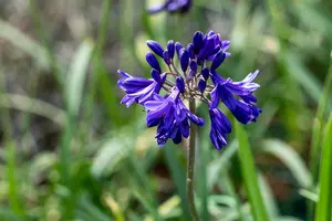 Agapanthus 'Flower of Love' - 2 Ltr pot - image 2