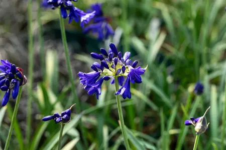 Agapanthus 'Flower of Love' - 2 Ltr pot - image 3