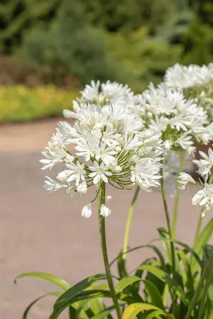 Agapanthus 'Mi Casa' - C3.5