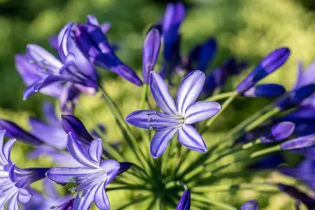 Agapanthus 'Northern Star' - 2 Ltr pot - image 2