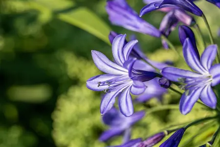 Agapanthus 'Northern Star' - 2 Ltr pot - image 3