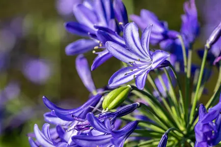 Agapanthus 'Northern Star' - 2 Ltr pot - image 1