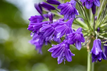 Agapanthus 'Poppin Purple' - 2 Ltr pot