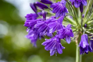 Agapanthus 'Poppin Purple'