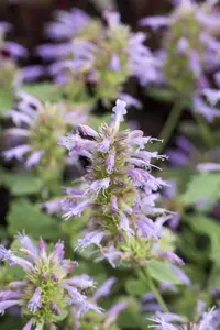 Agastache 'Beelicious Pink' - 2 Ltr pot - image 2