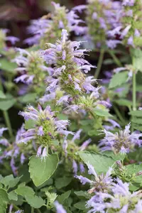 Agastache 'Beelicious Pink' - 2 Ltr pot - image 3