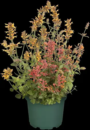 Agastache 'Beelicious Pink' - 2 Ltr pot - image 4