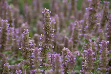 Agastache 'Beelicious Pink' - 2 Ltr pot - image 1