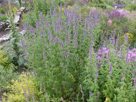 Agastache 'Beelicious Pink' - 2 Ltr pot - image 5