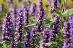 Agastache 'Black Adder'