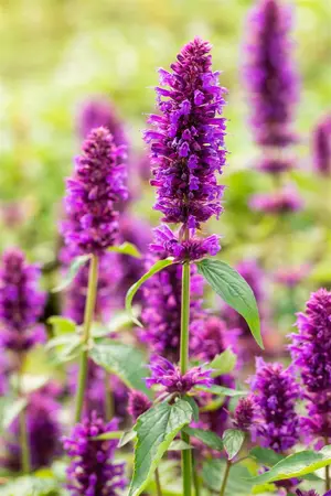 Agastache 'Blue Boa' - P9 - image 5