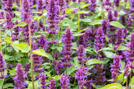 Agastache 'Blue Boa' - P9 - image 1