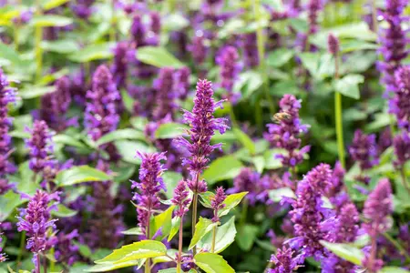 Agastache 'Blue Boa' - P9 - image 2