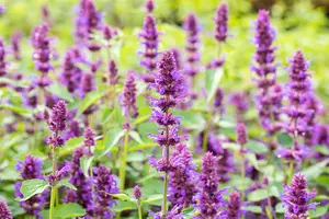 Agastache 'Blue Boa' - P9 - image 3