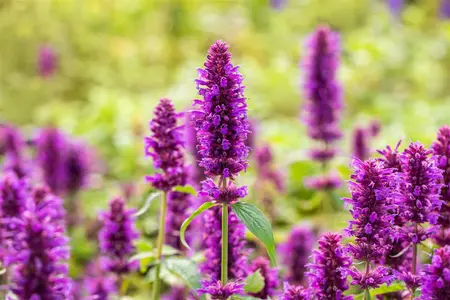 Agastache 'Blue Boa' - P9 - image 4