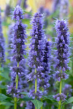 Agastache 'Blue Fortune' - 1.5 Ltr pot - image 5