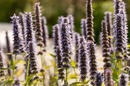 Agastache 'Blue Fortune' - 1.5 Ltr pot - image 1