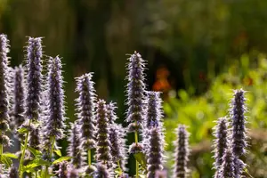 Agastache 'Blue Fortune' - 1.5 Ltr pot - image 2