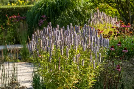 Agastache 'Blue Fortune' - 1.5 Ltr pot - image 3