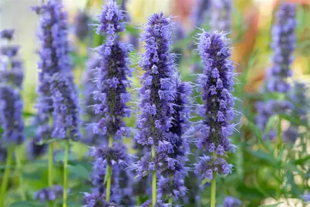 Agastache 'Blue Fortune' - 1.5 Ltr pot - image 4