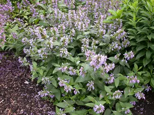 Agastache foeniculum