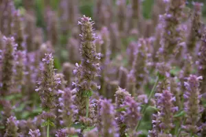 Agastache 'Linda'