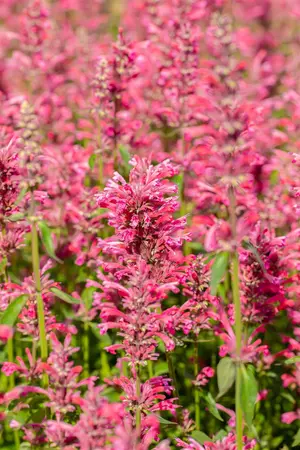 Agastache mex. 'Red Fortune' - 2 Ltr pot - image 2