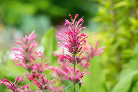 Agastache mex. 'Red Fortune' - 2 Ltr pot - image 1