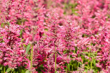 Agastache mex. 'Red Fortune' - 2 Ltr pot - image 3