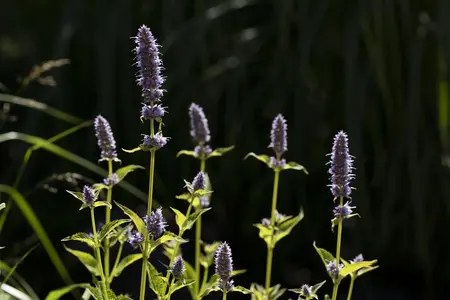 Agastache rugosa - P9 - image 2