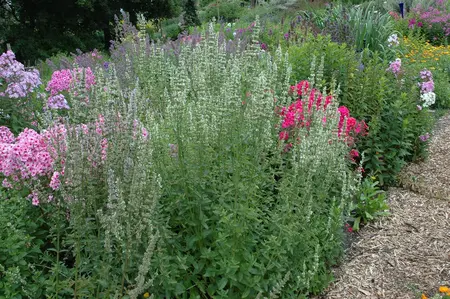 Agastache rugosa 'Alabaster' - 1.5 Ltr pot