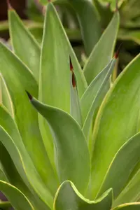 Agave americana