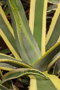 Agave americana - 20 Ltr pot - image 2