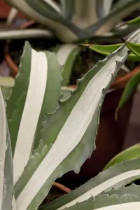 Agave americana - 20 Ltr pot - image 4