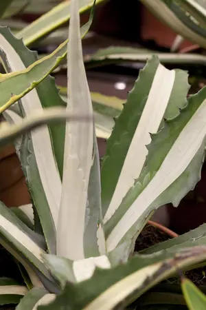 Agave americana - 20 Ltr pot - image 5