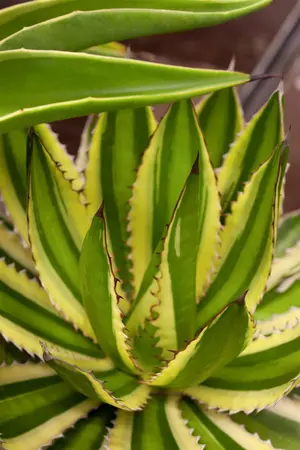 Agave lophantha - 20 Ltr pot - image 1