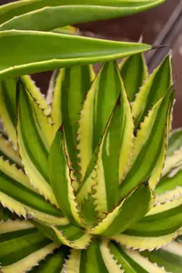 Agave lophantha