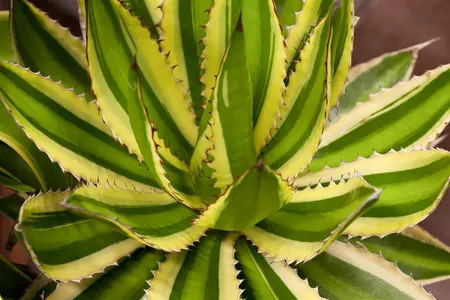 Agave lophantha - 20 Ltr pot - image 2