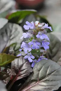 Ajuga reptans - 2 Ltr pot - image 2