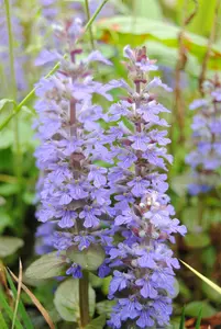 Ajuga reptans - 2 Ltr pot - image 3