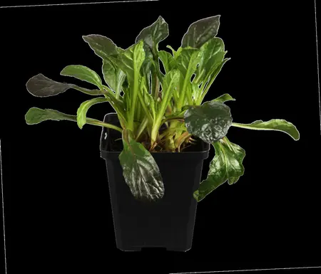 Ajuga reptans - 2 Ltr pot - image 1