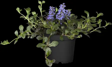 Ajuga reptans - 2 Ltr pot - image 5