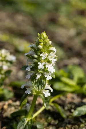 Ajuga reptans 'Alba' - P9 - image 3