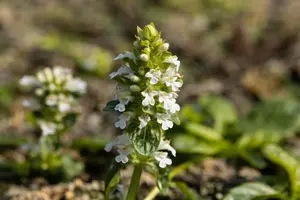 Ajuga reptans 'Alba' - P9 - image 2